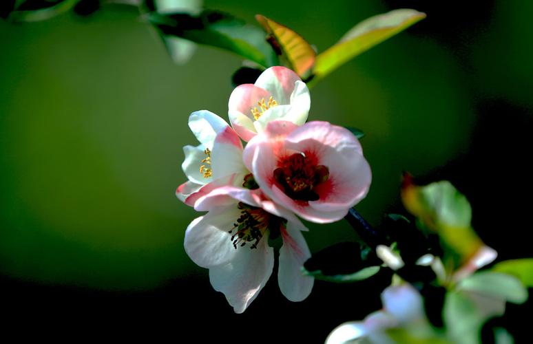 苹果3gs手机外壳贴膜_苹果3gs手机外壳贴膜多少钱